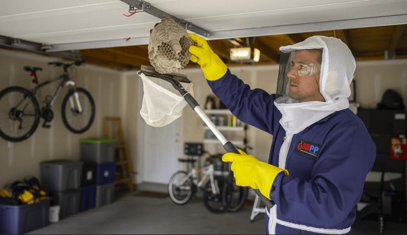 Paper Wasp Removal Aurora