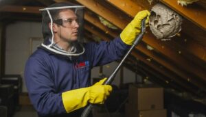 Professional wasp technician carefully removes a hornet nest from a residential attic, using specialized tools while wearing full protective gear including gloves, goggles, and a net suit to ensure safe and precise nest removal.