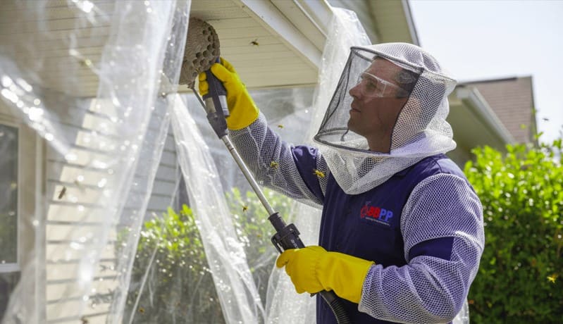 Wasp Nest Removal Bayview Northeast